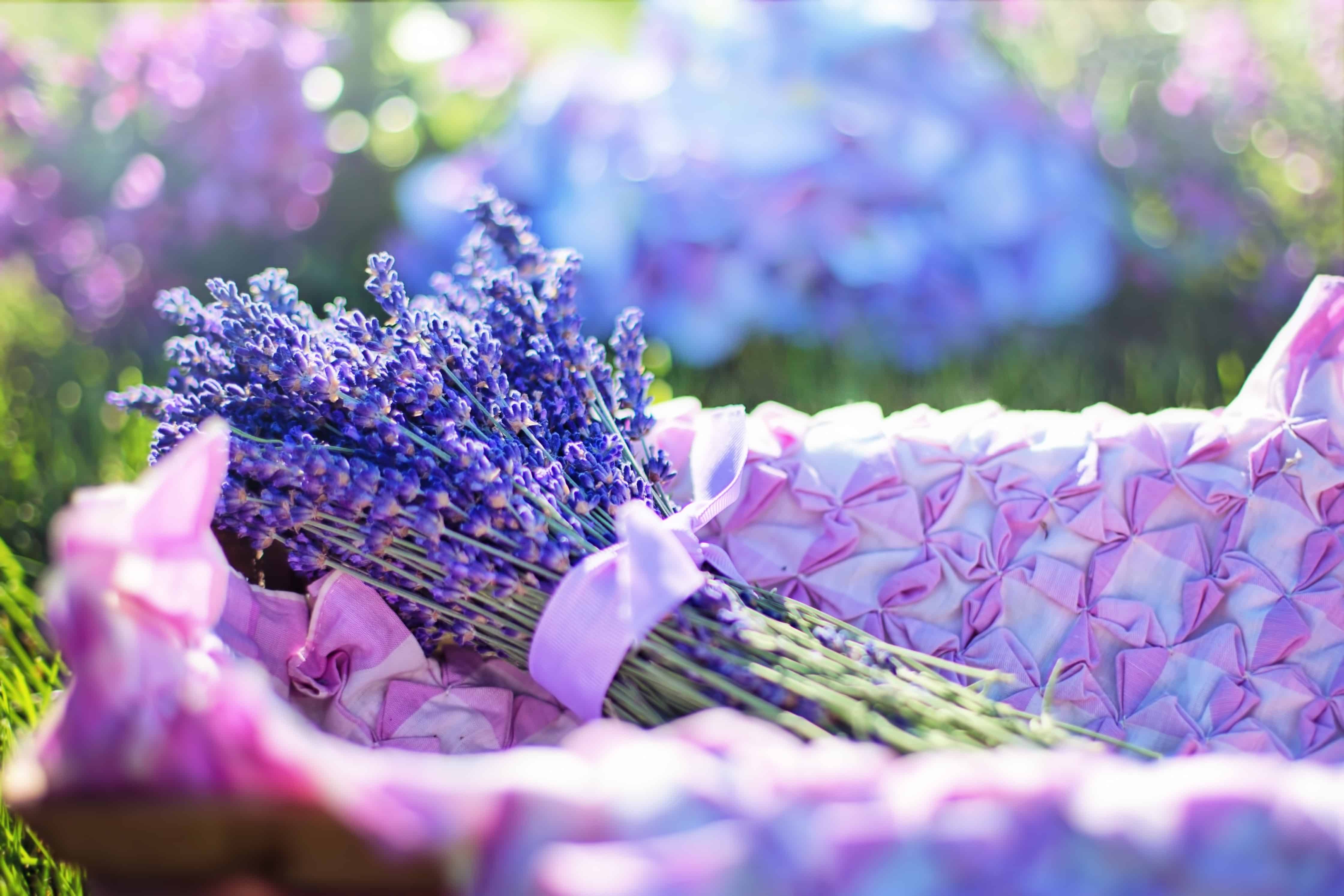 Immerse yourself in purple Lavender flowers Provence – France