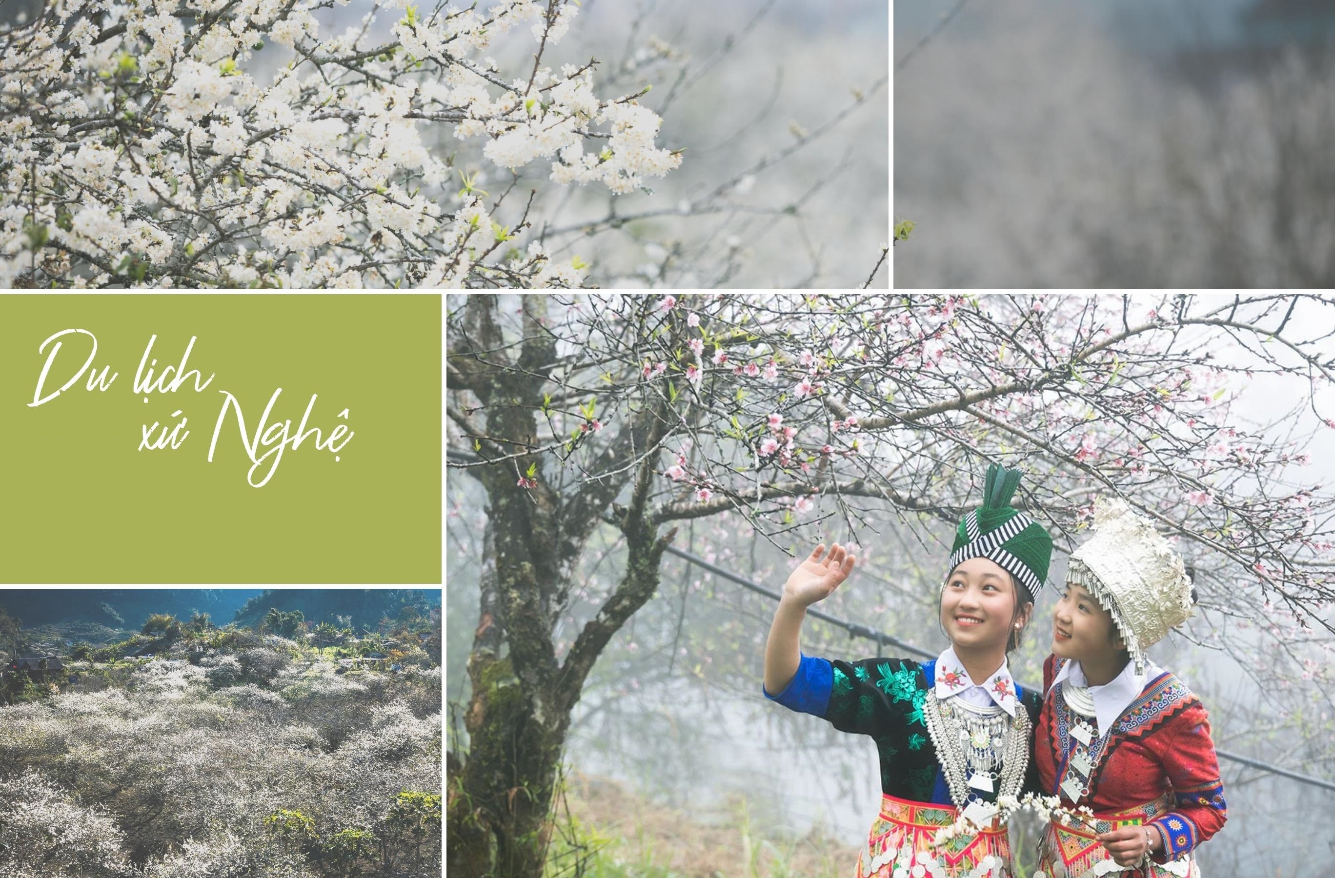 PLUM BLOSSOMS ADD LYRICAL TOUCH TO SPRING IN NGHE AN