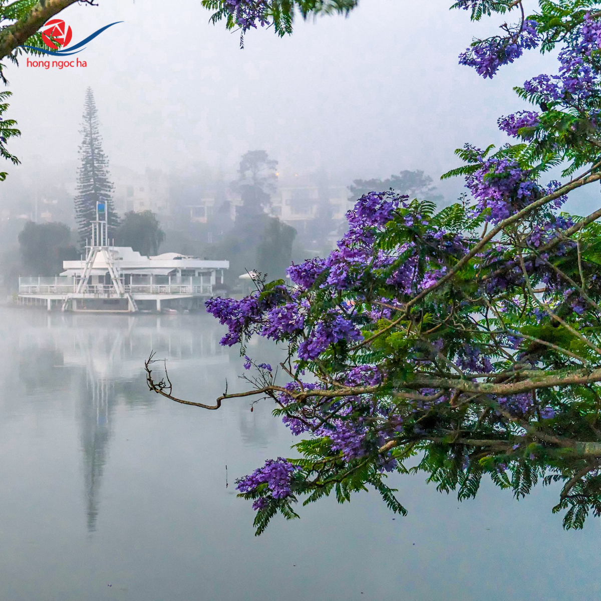 HẸN NHAU VÀO MÙA HOA PHƯỢNG TÍM ĐÀ LẠT - Hồng Ngọc Hà Travel - Hẹn hò, mùa hoa phượng, Đà Lạt \