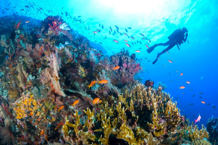 Đảo Xanh là nơi tốt nhất để khám phá san hô