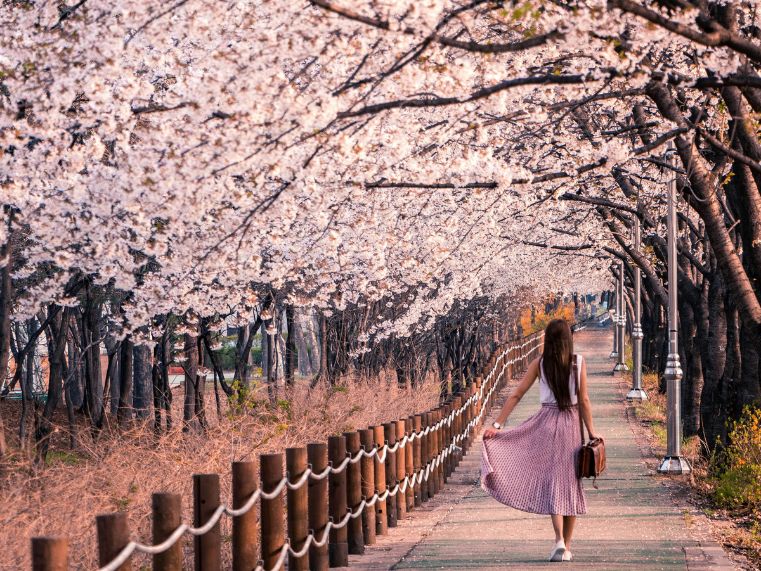 Mùa hoa anh đào Hàn Quốc 2026