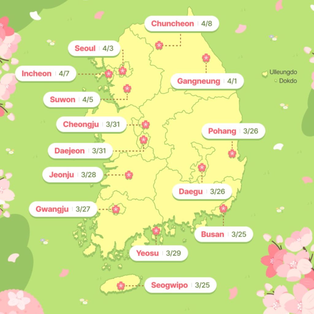 Lịch Nở Hoa Anh Đào Dự Kiến Năm 2026