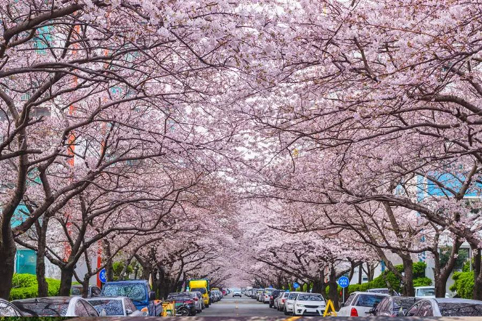 Địa điểm ngắm hoa anh đào tại Busan
