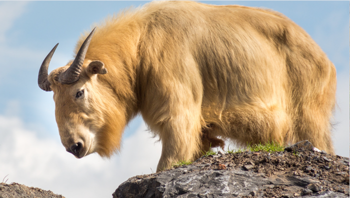 Takin là quốc thú của Bhutan