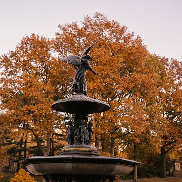 Lạc Bước Giữa Biển Vàng Ở Central Park