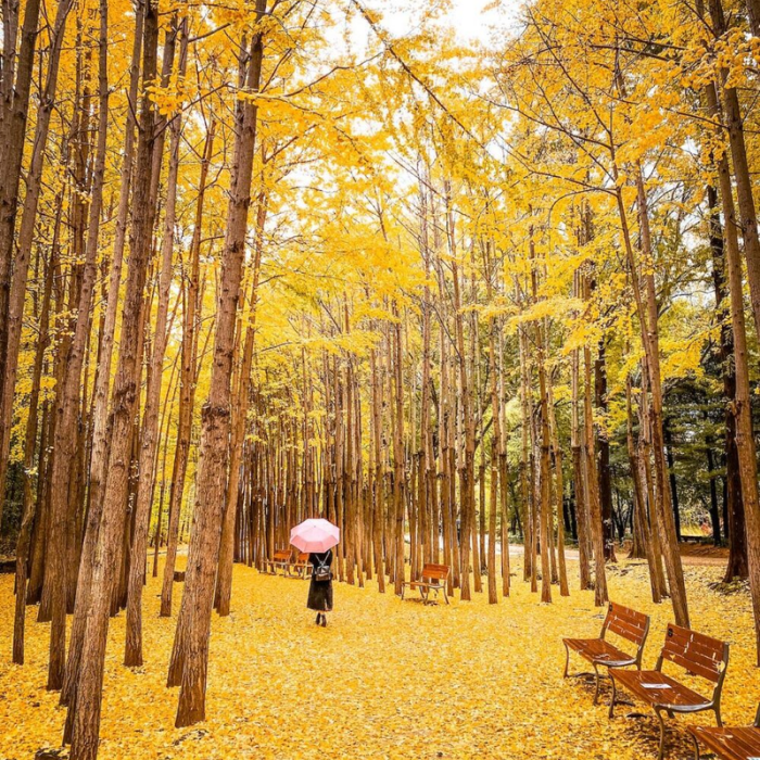 Rừng Seoul