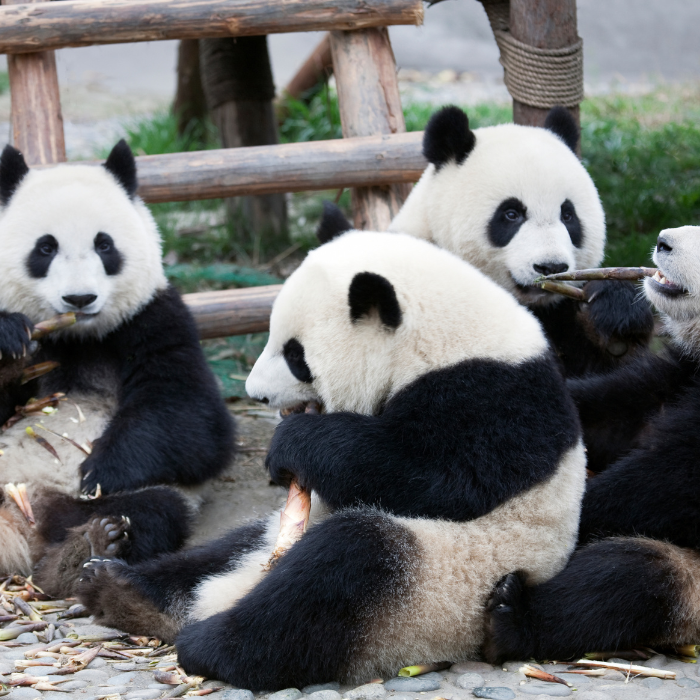 Trung tâm Nghiên cứu và Bảo tồn Gấu Trúc Thành Đô