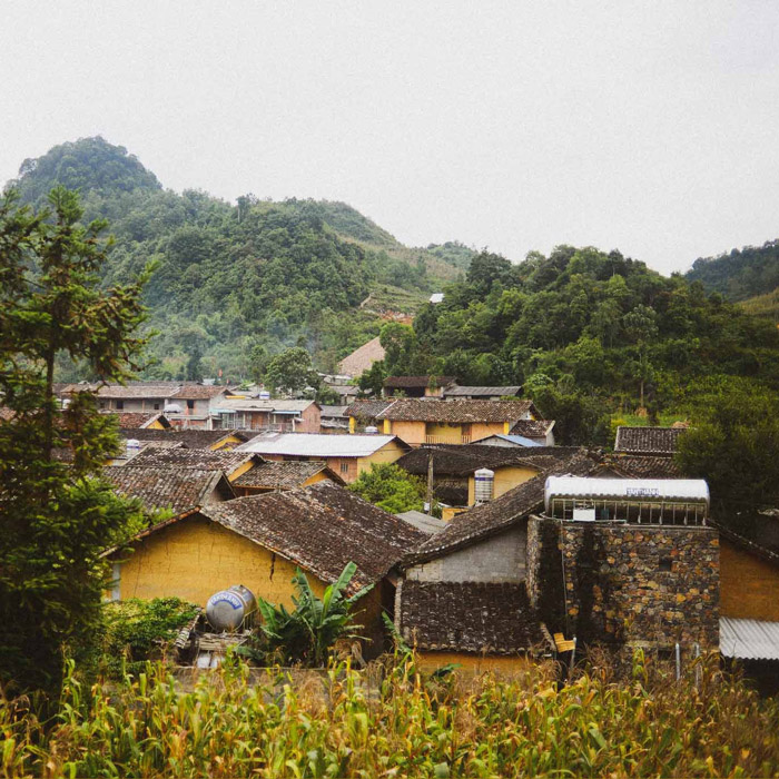 Ruộng ngô vàng óng mùa thu tháng 10 tại làng Lô Lô Chải Lũng Cú Hà Giang