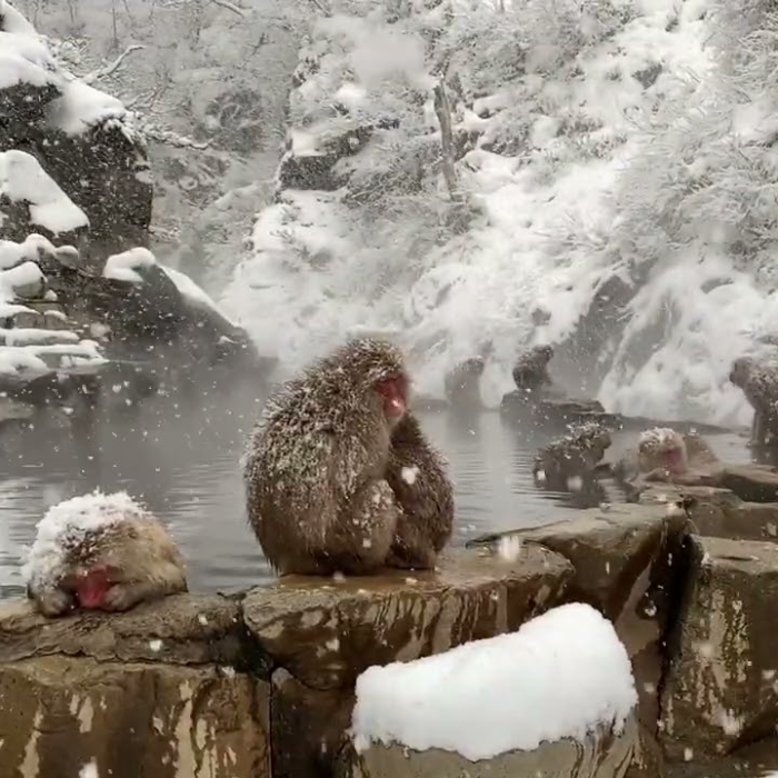 Jigokudani Monkey Park 