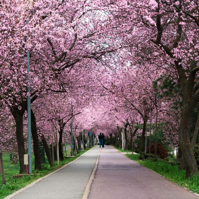 Công Viên Yeouido