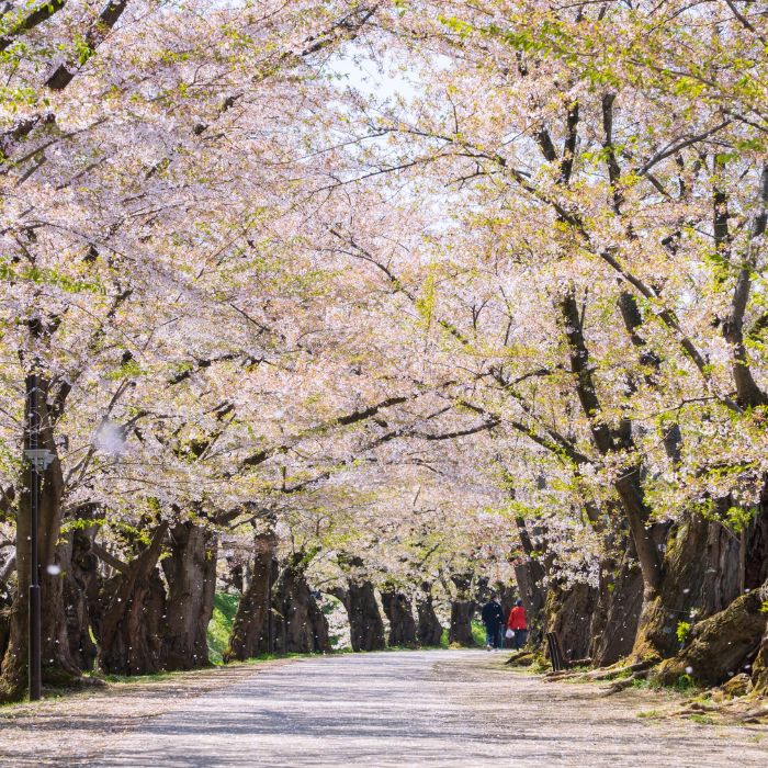 Công viên Hirosaki — Aomori