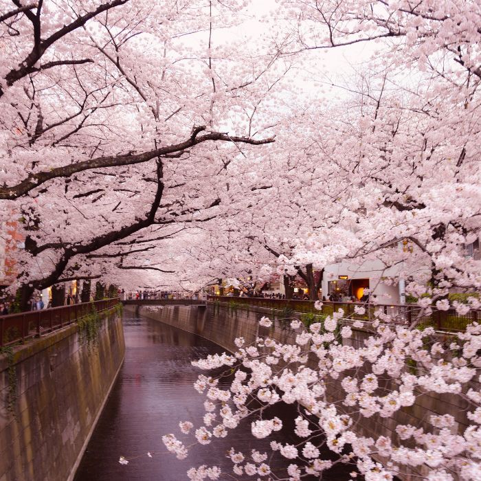 Dòng sông Meguro