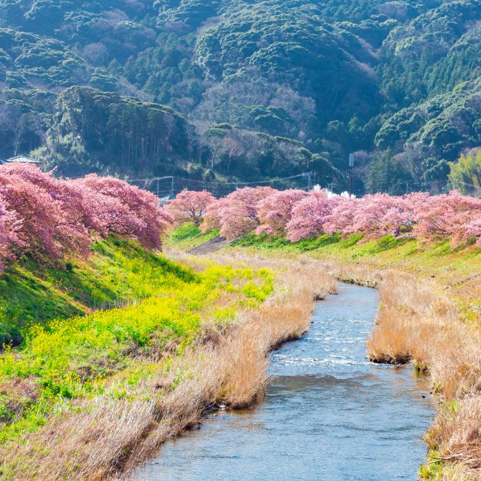 Kawazu — Shizuoka