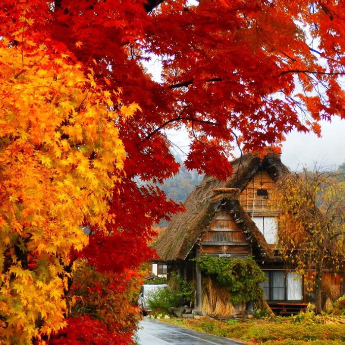 Shirakawago vào mùa thu