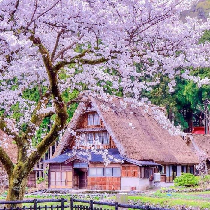 Shirakawago vào mùa xuân