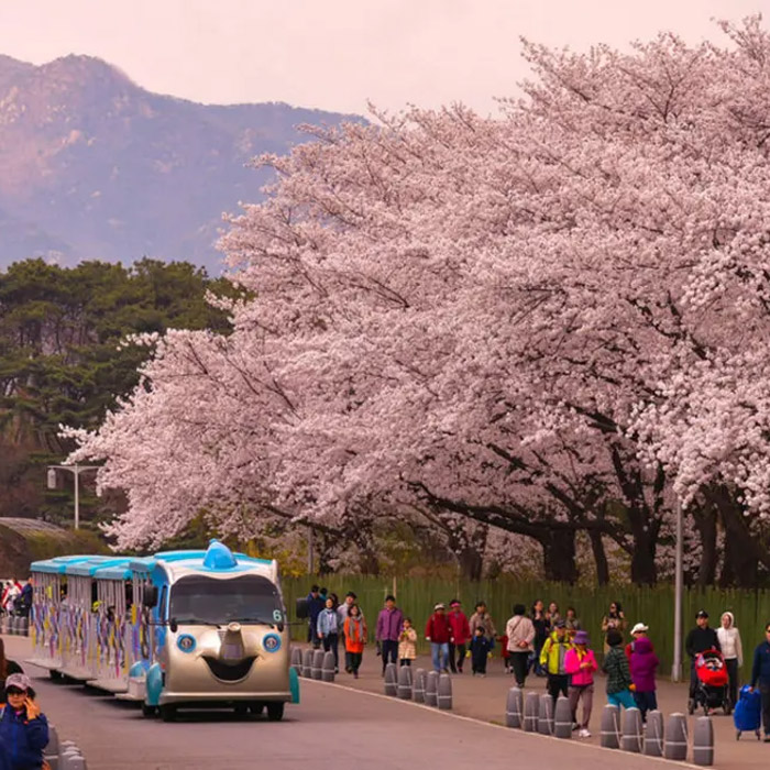 Lễ Hội Mùa Xuân Yeouido – Seoul
