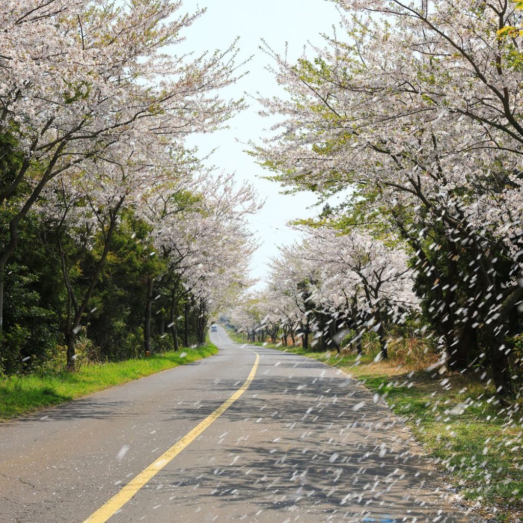 Đảo Jeju mùa hoa anh đào