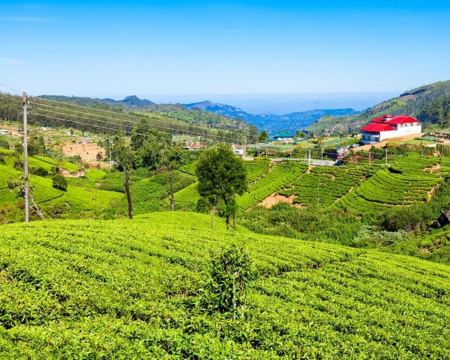 Nuwara Eliya, "Tiểu nước Anh" giữa đồi chè