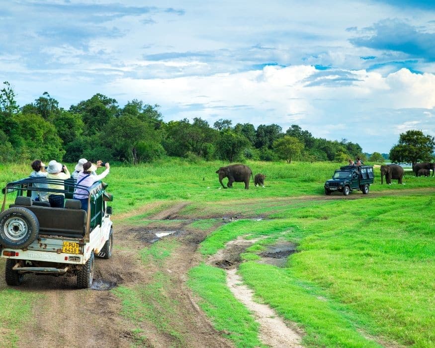 Yala National Park, Safari săn báo hoa mai