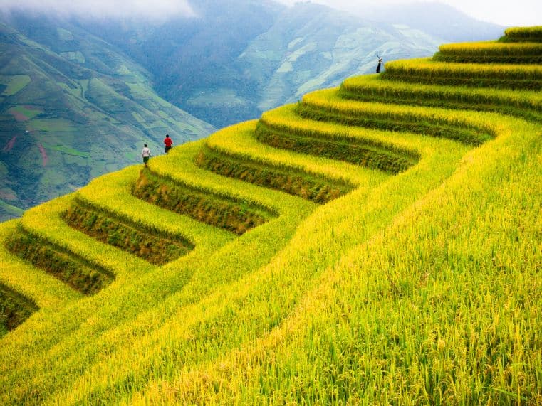 Top 7 địa điểm ngắm mùa lúa chín đẹp nhất miền Bắc 2026